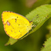 Mariposas Amarillas - Photo (c) Greg Lasley, algunos derechos reservados (CC BY-NC), subido por Greg Lasley