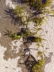 Ceratophyllum