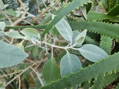 Barleria albostellata