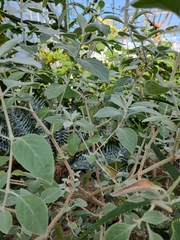 Barleria albostellata