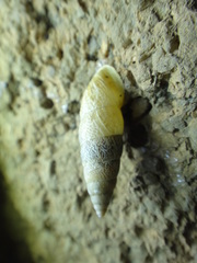 Odontostomidae