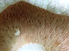 Lactifluus
