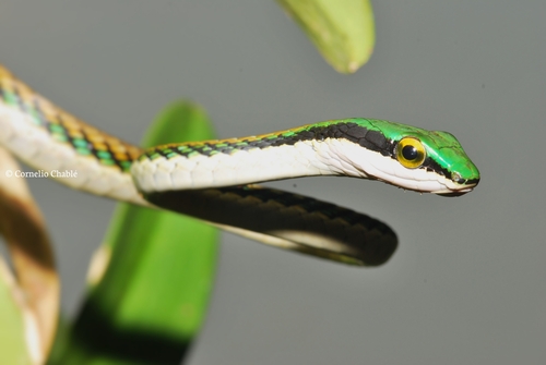 Leptophis image