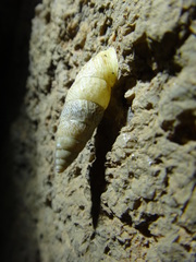 Odontostomidae