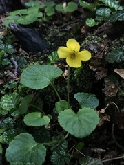 Viola magellanica