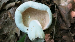 Lactifluus