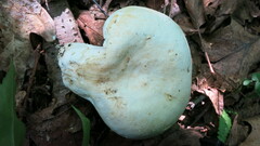 Lactifluus