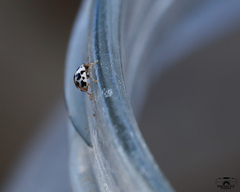 Psyllobora picta