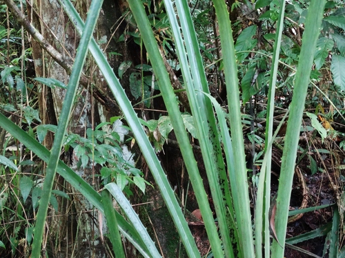 Aechmea magdalenae image