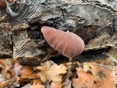 Auricularia auricula-judae