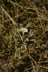 Convolvulus hermanniae