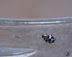 Psyllobora picta