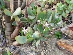 Crassula arborescens undulatifolia