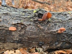 Auricularia auricula-judae