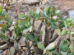 Crassula arborescens undulatifolia