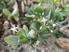 Crassula arborescens undulatifolia