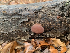 Auricularia auricula-judae
