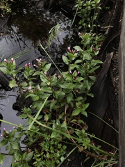 Epilobium australe