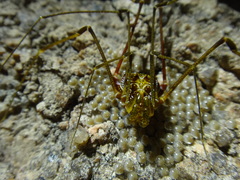 Acutisoma longipes