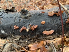 Auricularia auricula-judae