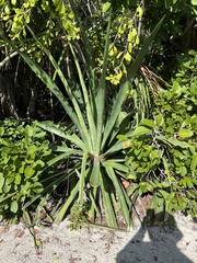 Agave