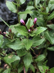 Epilobium australe