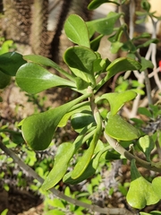 Kalanchoe arborescens