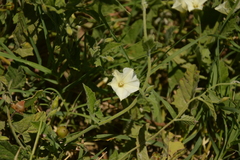Convolvulus crenatifolius
