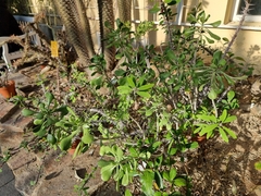 Kalanchoe arborescens