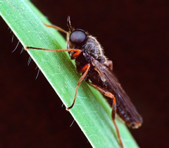 Chiromyzinae