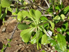 Kalanchoe arborescens
