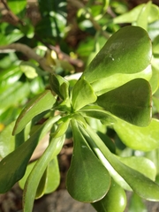 Kalanchoe arborescens