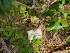 Kalanchoe arborescens