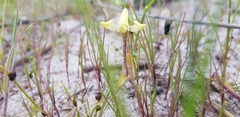 Disperis villosa