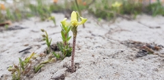 Disperis villosa