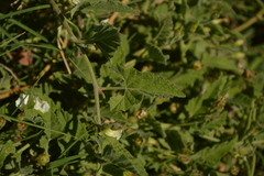 Convolvulus crenatifolius