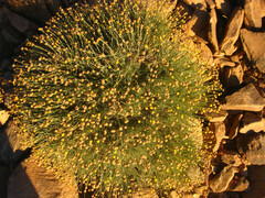 Asteraceae