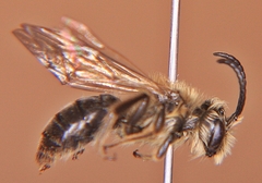 Andrena vicina
