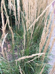 Calamagrostis × acutiflora