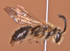 Andrena vicina