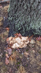 Pseudoinonotus dryadeus