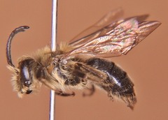 Andrena vicina