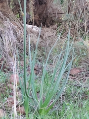 Asphodelus ramosus