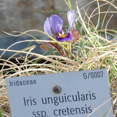 Iris unguicularis cretensis