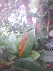 Metrosideros excelsa