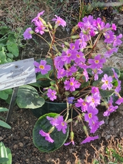 Primula megaseifolia