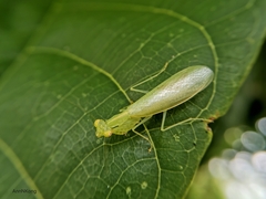 Tropidomantis