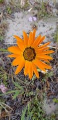 Gazania pectinata