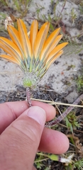 Gazania pectinata