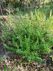 Clinopodium carolinianum